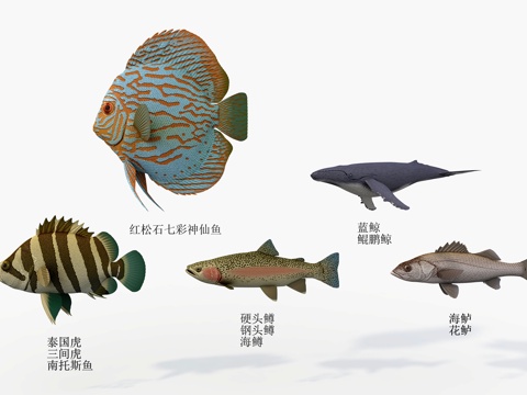 Sea fish five kinds of fish angelfish blue whale