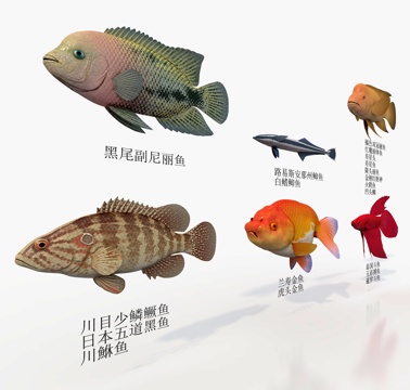 Sea fish six kinds of fish goldfish