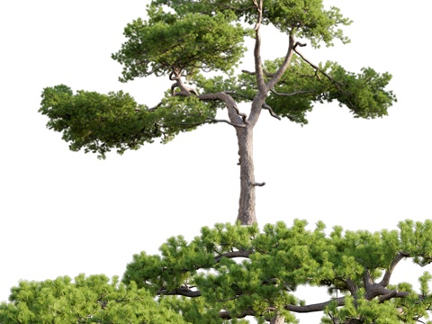 pine tree