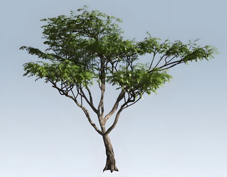 acacia tree landscape tree