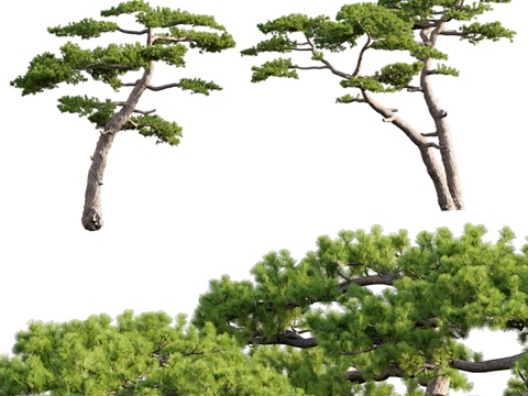 pine tree