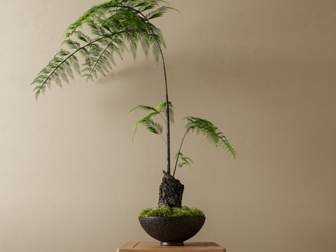 Fern bonsai moss bonsai green plant bonsai fern moss