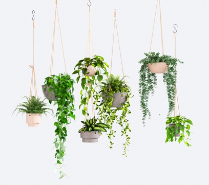 Modern hanging basket green dill hanging plant potted fern green plant