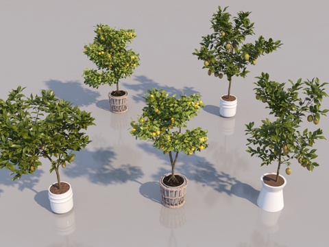 Modern Fruit Tree Paddock Tree Orange Tree Lemon Tree