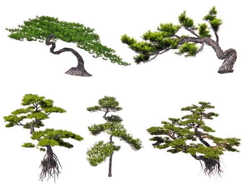 Chinese-style Luo Han Pine Black Pine Modeling Pine Pine Pinus tabulaeformis Welcome Pine Modeling Tree Courtyard Pine