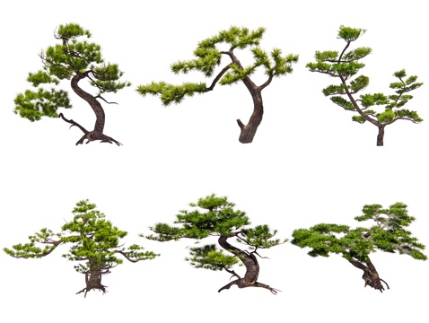 Chinese Style Black Pine Modeling Pine Pine Tree Lohan Pine Pinus tabulaeformis Yingke Pine Modeling Tree Garden Pine