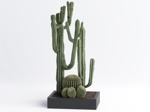 Modern Cactus Cactus Ball