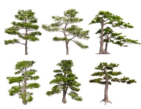 Chinese Style Pine Black Pine Luohan Pine Pinus tabulaeformis Yingke Pine Tree Modeling Tree Courtyard Pine