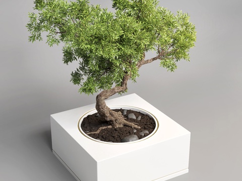 Bonsai