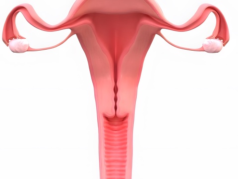 female genitalia