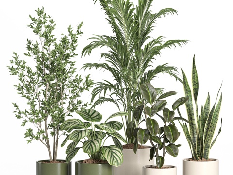 Modern Green Plant Potted Plant