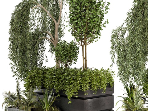 modern shrub potted