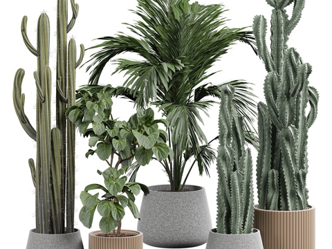 Modern Cactus Green Plant Potted Plant