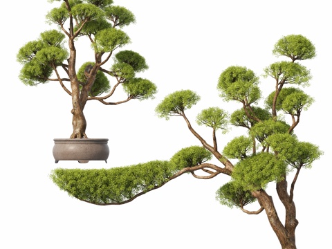 New Chinese potted plant pine bonsai