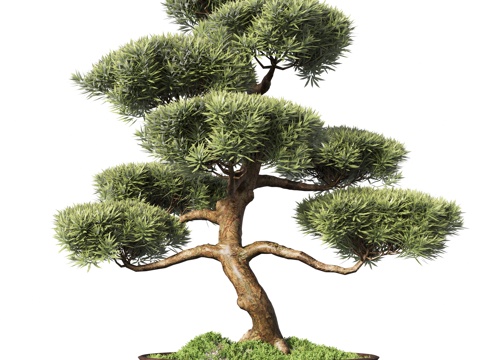 New Chinese potted plant pine bonsai