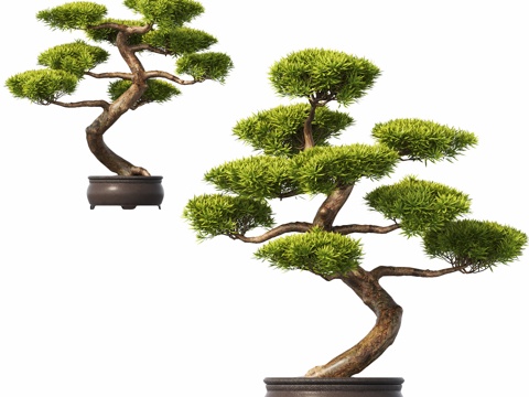 New Chinese potted plant pine bonsai