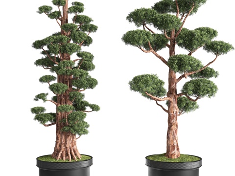 New Chinese potted plant pine bonsai