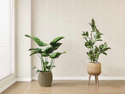 Modern Green Plant Potted Plant Crane Orchid Traveler Banana Rubber Tree Rich Banyan