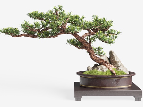 New Chinese potted plant pine bonsai