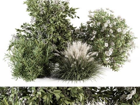 Shrub Plants