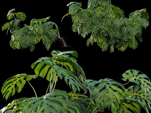 Tortoise Leaf Green Plant