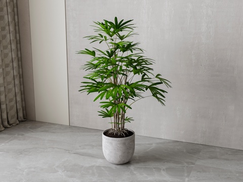 Modern Green Plant Potted Plant