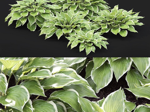 Hosta Shrub