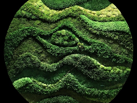 Moss Round Wall Decorations