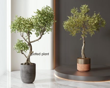 Modern Bonsai Bonsai Green Plant Combination