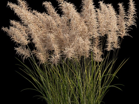 pampas grass