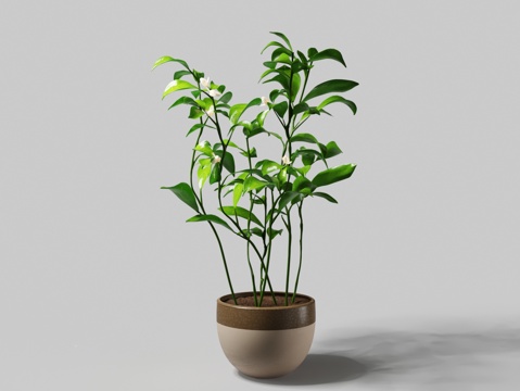 Modern clay flowerpot green plant white flower fortune tree potted plant