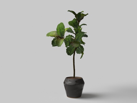 Modern Big Leaf Bonsai