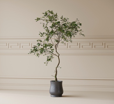 modern potted plant