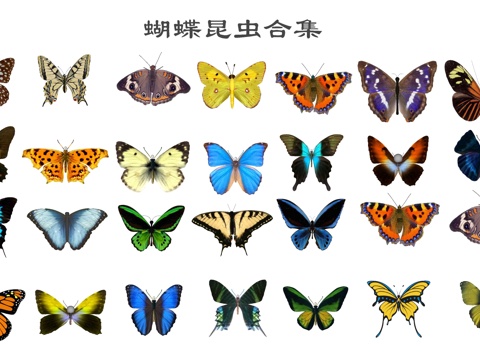 Modern Butterfly Colour Butterfly Moth Insect