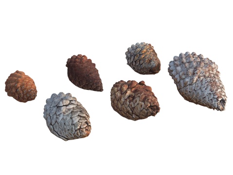 pine cones