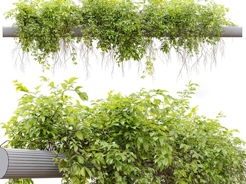 Vine Man Hanging Basket Hanging Plants