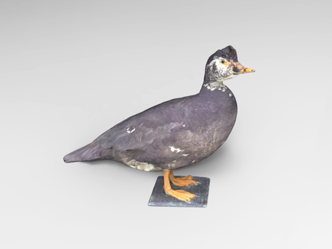 animal reptile duck gray duck gray