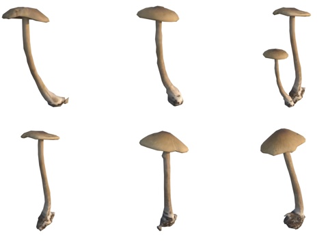 Mushrooms