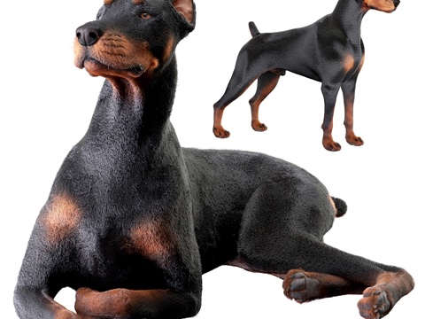 Doberman