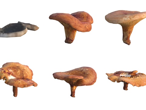 Mushrooms