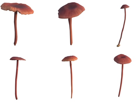 Mushrooms