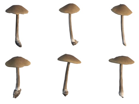 Mushrooms