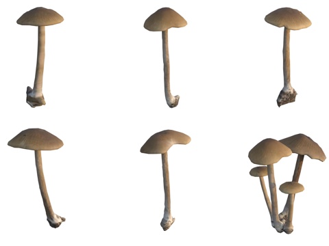 Mushrooms