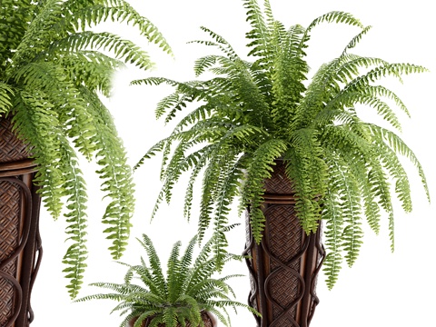 Pot Fern