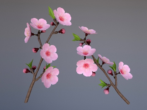 peach tree peach blossom