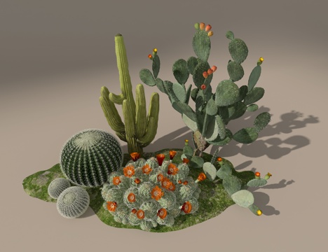 Cactus