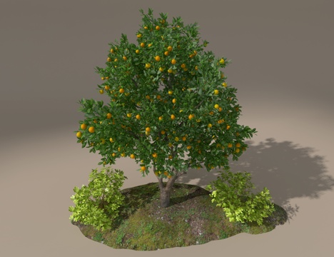 orange tree