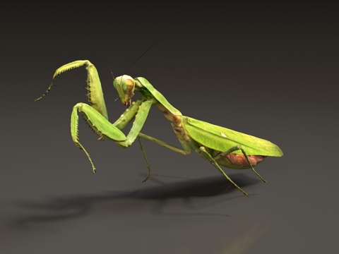 Mantis