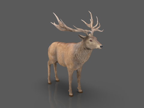 Deer elk antler moose