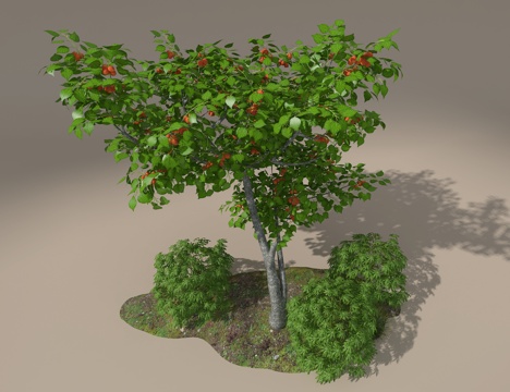 apricot tree